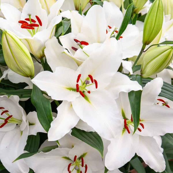 Bulbes à fleurs à planter au printemps - Lis Asiatique Blanc (x3) - face recto